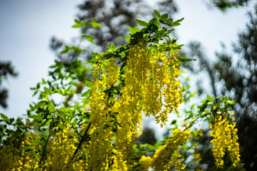 Close up of flowering yellow Acacia