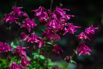 Red bell flowers