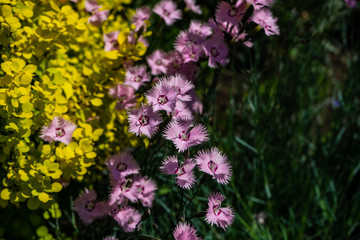 Beautiful colorful carnation
