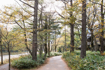 Pathway in forest  with sunrise at Kamikochi National Park in the Northern Japan Alps of Nagano, Japan. 