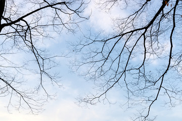 Fototapeta na wymiar Branches of tree in winter blue sky