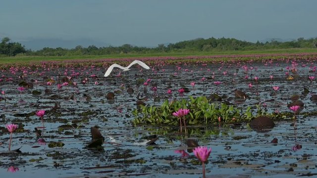 White egret bird fly out over the lotus lake in slow motion