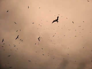 birds