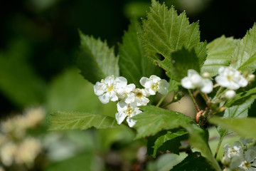 Blooming hawthorn in the forest on a sunny day close up