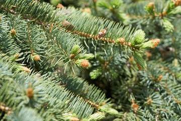 A growing needles on pine tree.