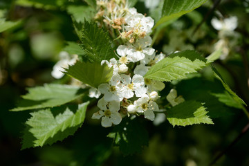 Blooming hawthorn in the forest on a sunny day close up