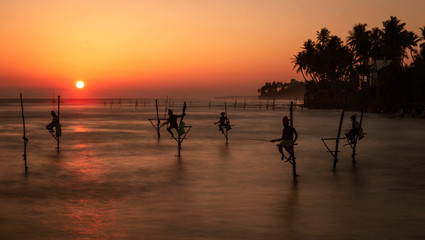 Stilt Fishermen in Sri Lanka Working For Dinner at Sunset