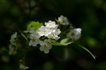 Blooming hawthorn in the forest on a sunny day close up