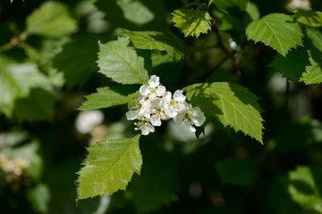 Blooming hawthorn in the forest on a sunny day close up