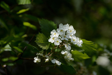 Blooming hawthorn in the forest on a sunny day close up