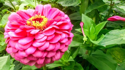Obraz premium Colorful beautiful flowers blooming in garden, Siberia, Russia.