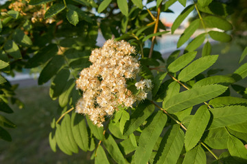 Inflorescence of Sorbus aucuparia or rowan.