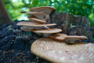 Cerioporus squamosus or pheasant's back mushroom in the forest.