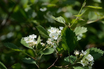 Blooming hawthorn in the forest on a sunny day close up