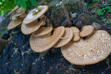 Cerioporus squamosus or pheasant's back mushroom in the forest.