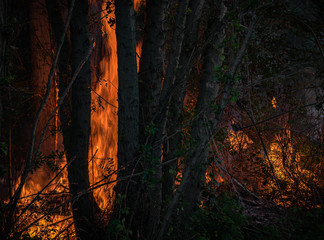 Strong forest fire with high flames burning vegetation and trees
