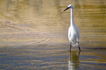 White heron in the calm water