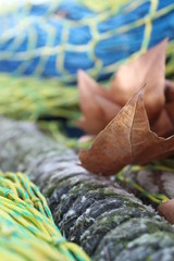 Brown leave captured in a fisher's net