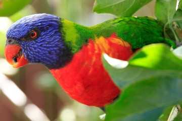 The Rosella Apple thief