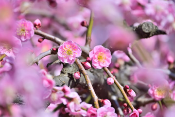 梅の花