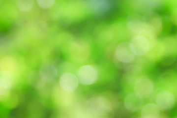 Fototapeta premium Naturalne zielone tło.