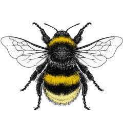 Illustration of a Female Buff-Tailed Bumblebee
