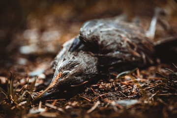 dead bird in nature