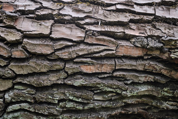 bark of a tree