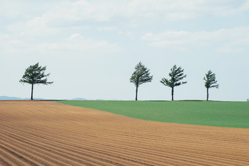 メルヘンの丘（めまんべつ）