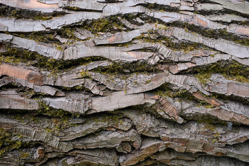 bark of a tree