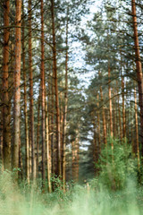 Belarusian forest landscape in spring. Republic of Belarus.