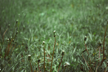 ideal-green in nature