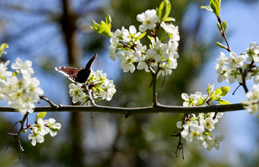 Nymphalis antiopa (Mourning Cloak or Camberwell beauty) on a beautiful  cherry branch in spring