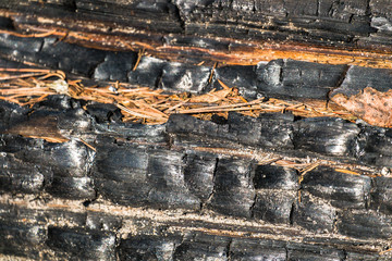 Black,charred wood surface.Natural background and texture of burnt coniferous tree
