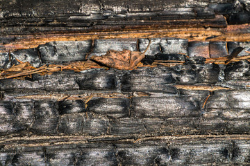 Black,charred wood surface.Natural background and texture of burnt coniferous tree