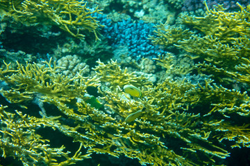 sea fish near coral, underwater