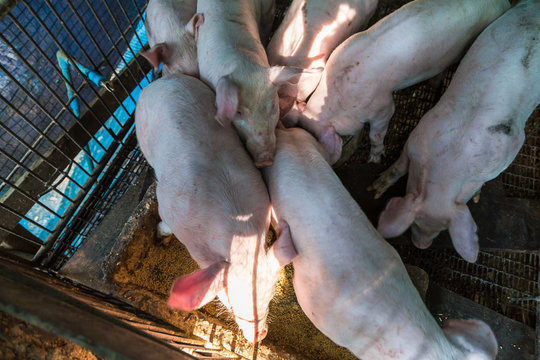 Group of pig eating food in traditional piglet farm