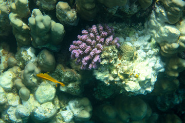 sea fish near coral, underwater
