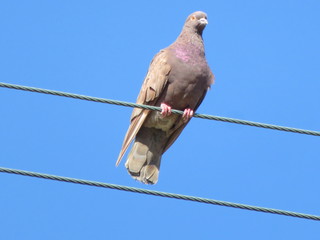 Piccione
