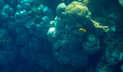 sea fish near coral, underwater
