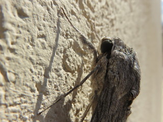 Agrius convolvuli 