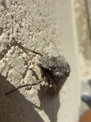 Agrius convolvuli 