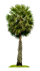 Washington Palm Tree isolated on white background with a high resolution suitable for graphic. with clipping path