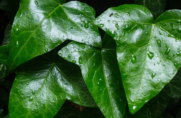 four bright green leaves in the rain