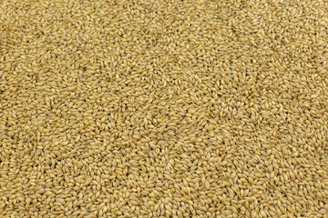 Background from natural grain of barley malt for the preparation of craft beer or whiskey