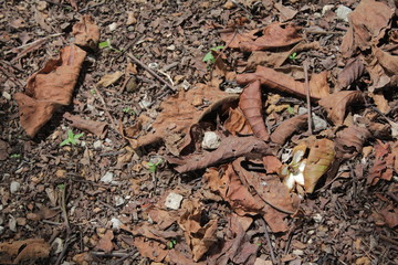 Dry leaf