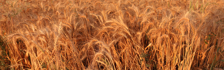 gold wheat field