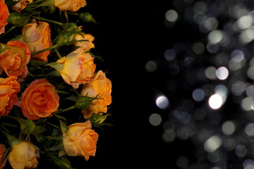 beautiful yellow roses with buds and green leaves on a shiny background
