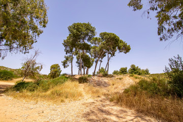 Obraz premium Pines and eucalyptus trees growing on sand dunes among dry grass