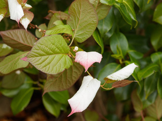 Le kiwi arctique ou Actinidia kolomikta, une plante grimpante ornementale originaire de régions froides d'Asie aux feuilles panachées de blanc, crème et rose aux petites fleurs blanches parfumées